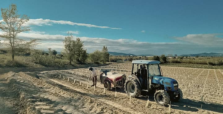 Agua y nutrientes para las cepas más jóvenes de la Teuleria dels Àlbers 