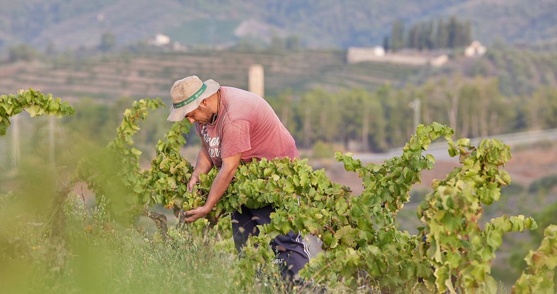 Vendimia manual de viñas viejas de cariñena