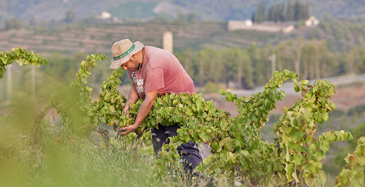 Cellers Maset, defensors d'un estil propi