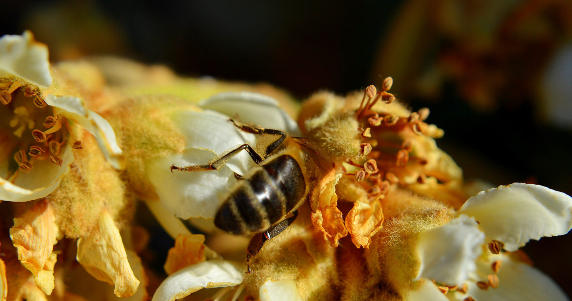 La abeja de la miel