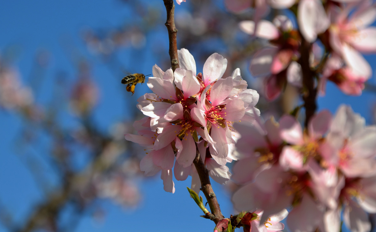 Abeja y flor de almendro