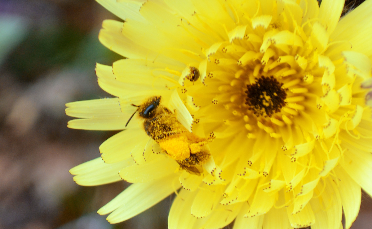 Abeja de la miel cubierta de polen