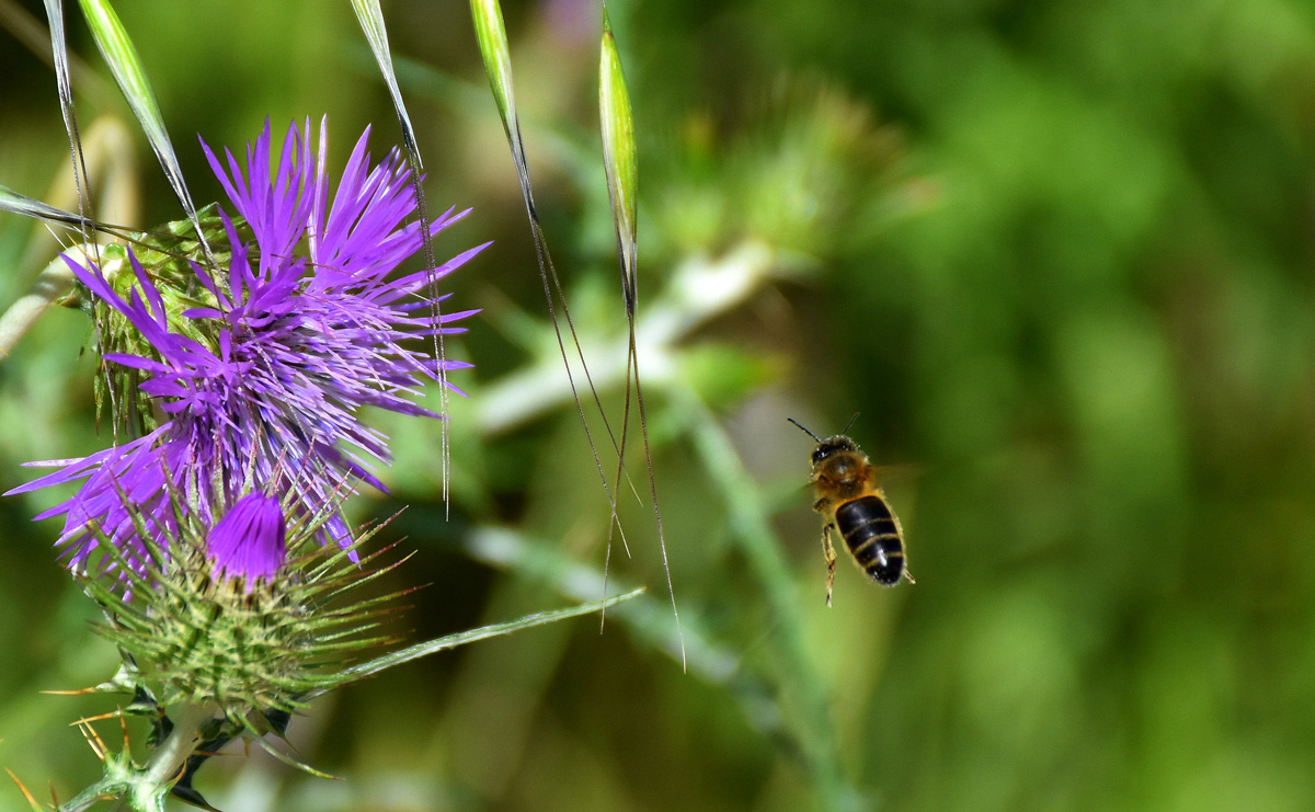 Abeja de la miel y cardo