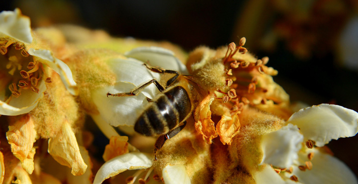 La fauna de la vid: la abeja de la miel