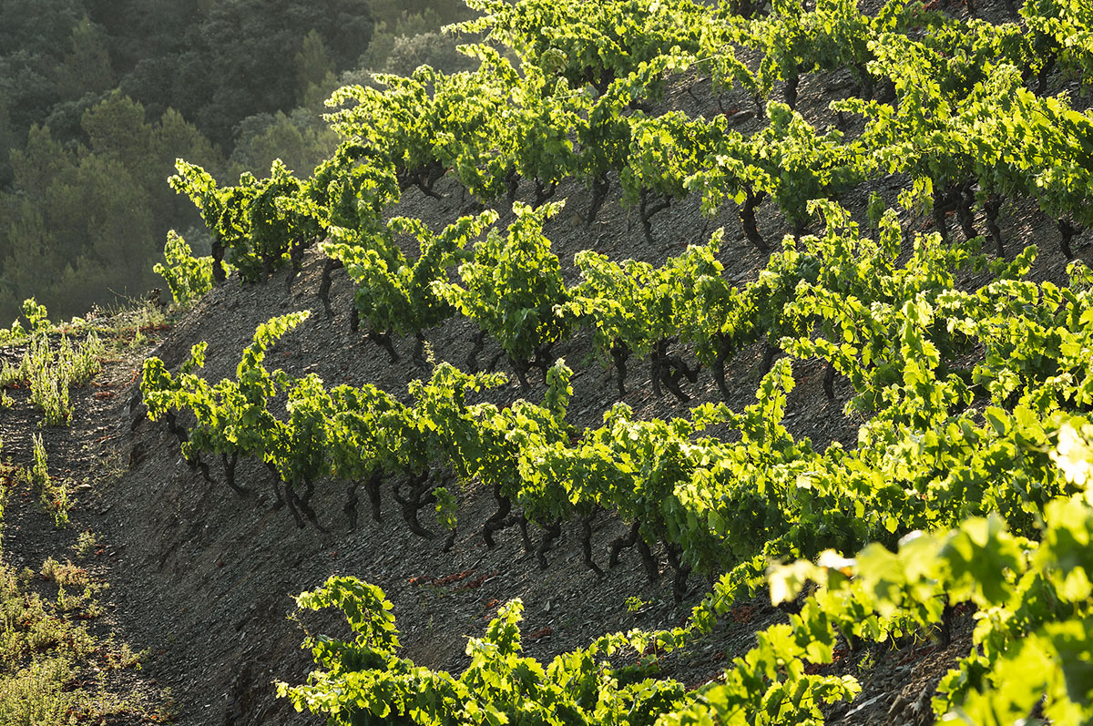 Vid de garnacha tinta en pendiente