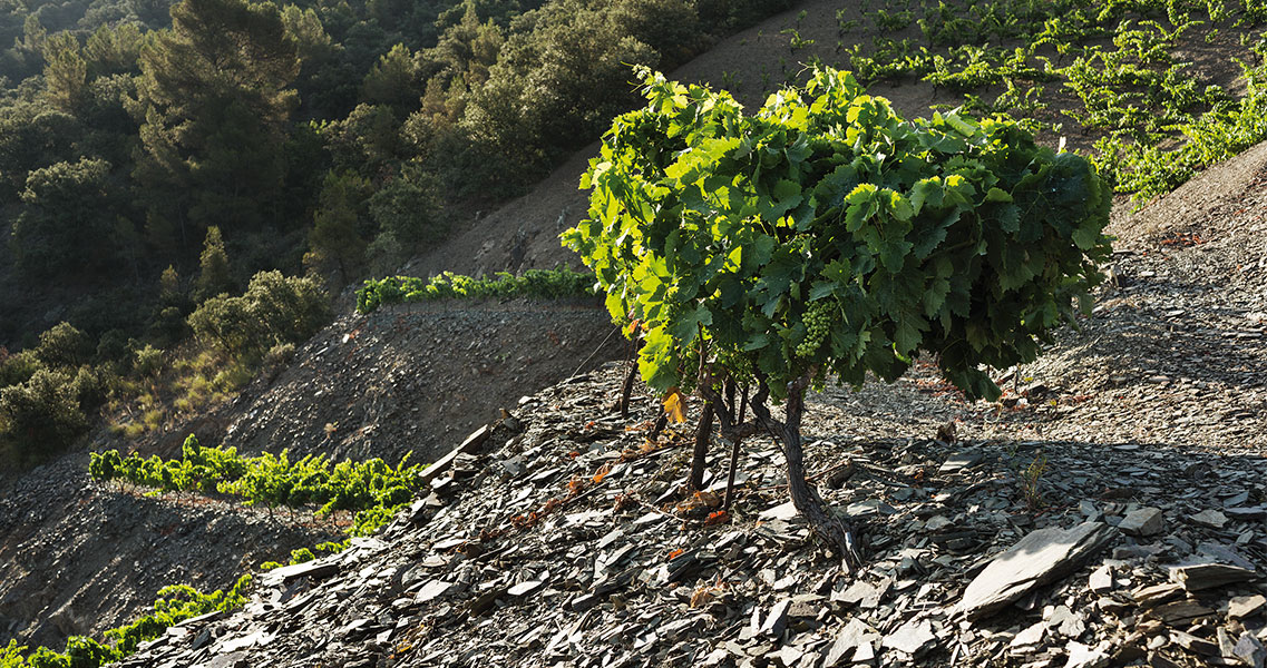 Vinyes en terrasses de llicorella