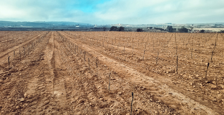 Plantación de xarel·lo, macabeo y parellada en nuestras fincas de la Granada y Subirats 