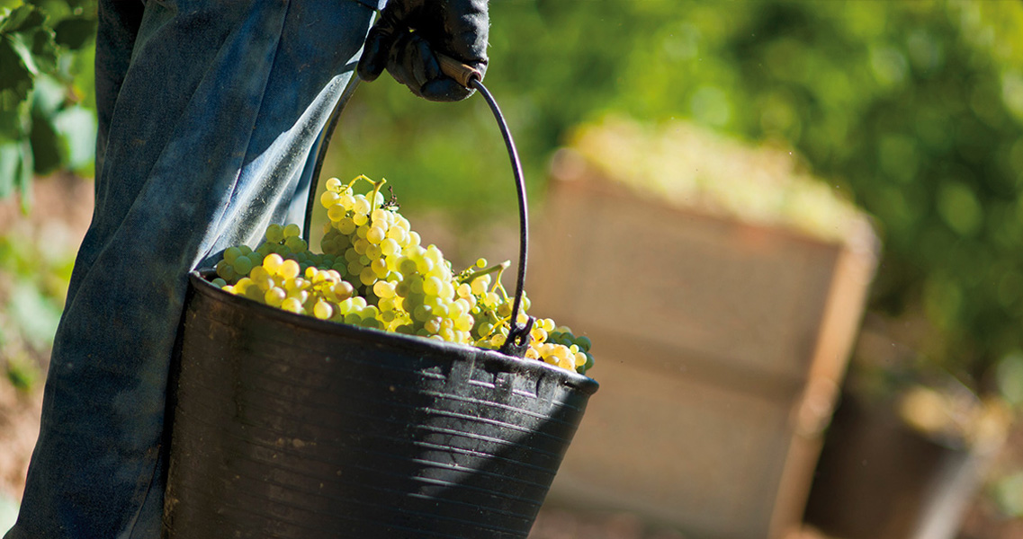 La vendimia en el Penedès