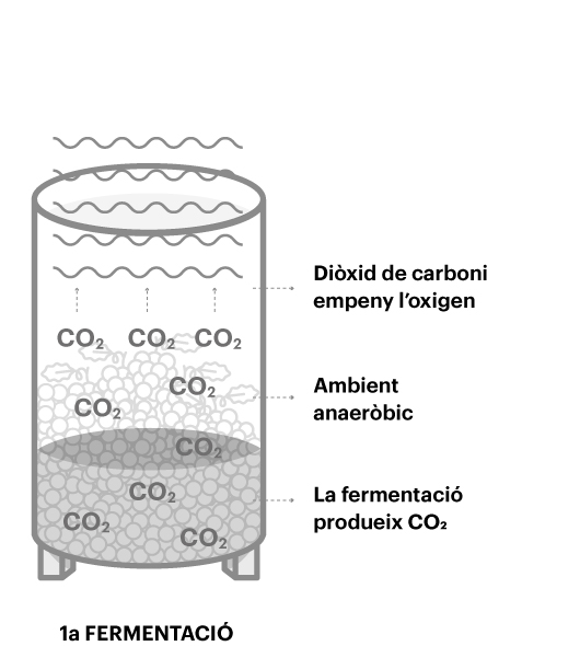 Primera fermentació