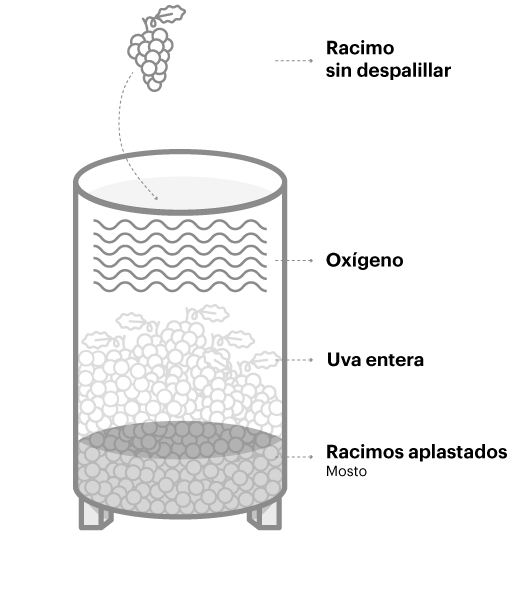 Racimo sin despalillar