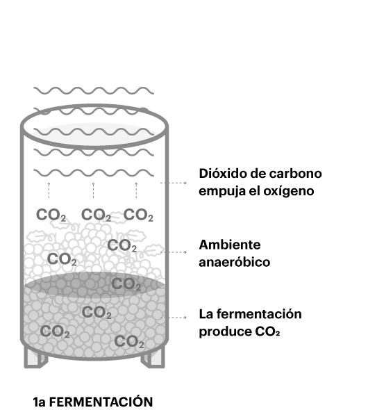 Primera fermentación