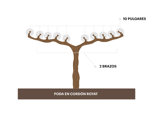 Poda en cordón royat