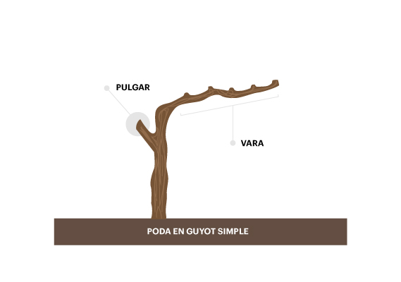 Poda en guyot simple