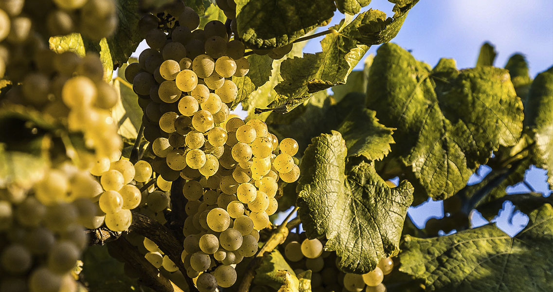 La uva albariño