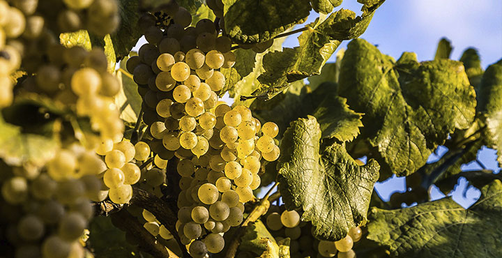 La uva albariño