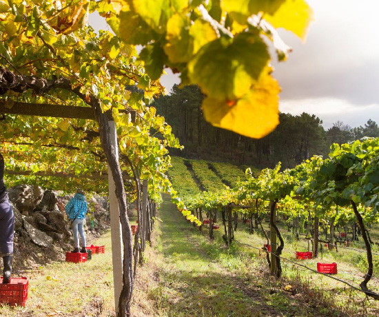 Vendimia en las Rías Baixas