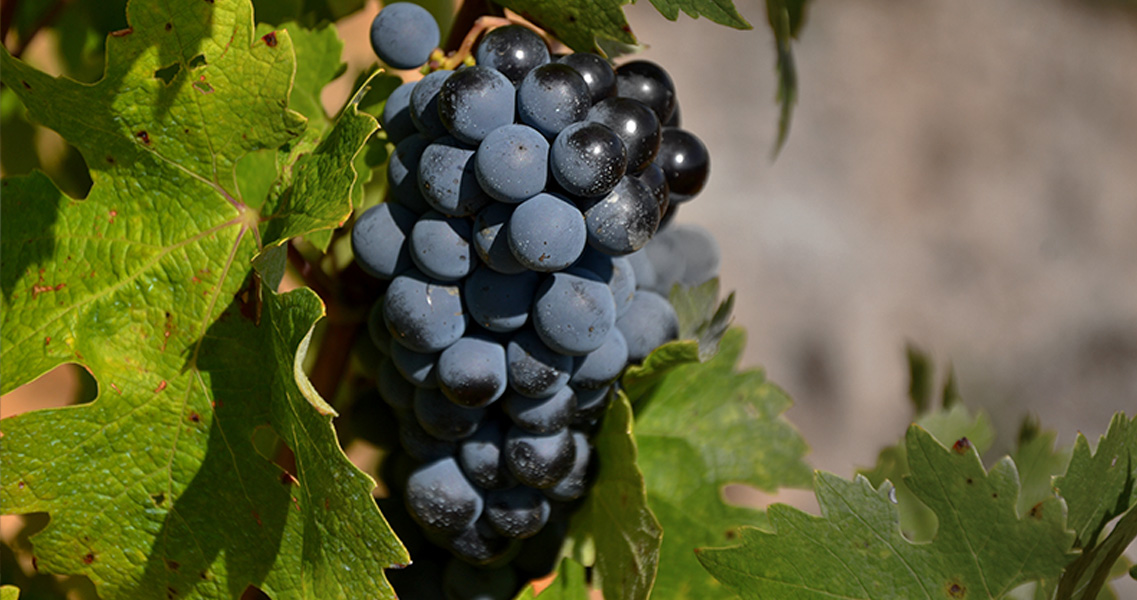 Raïm de cabernet sauvignon