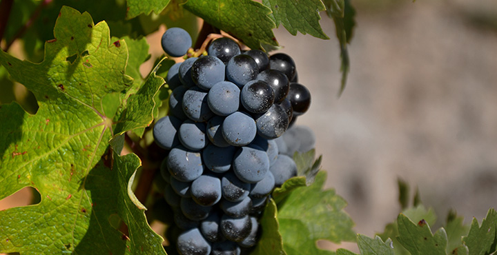 La uva cabernet sauvignon