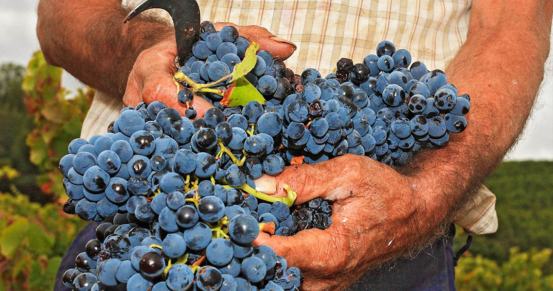 Uvas de garnacha tinta vendimiadas con hoceta