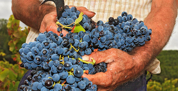 La uva garnacha tinta