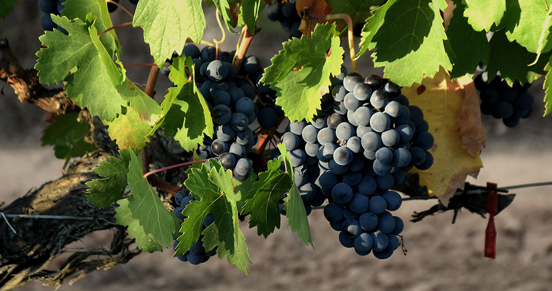 La uva tempranillo