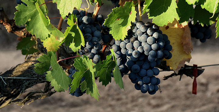 La uva tempranillo