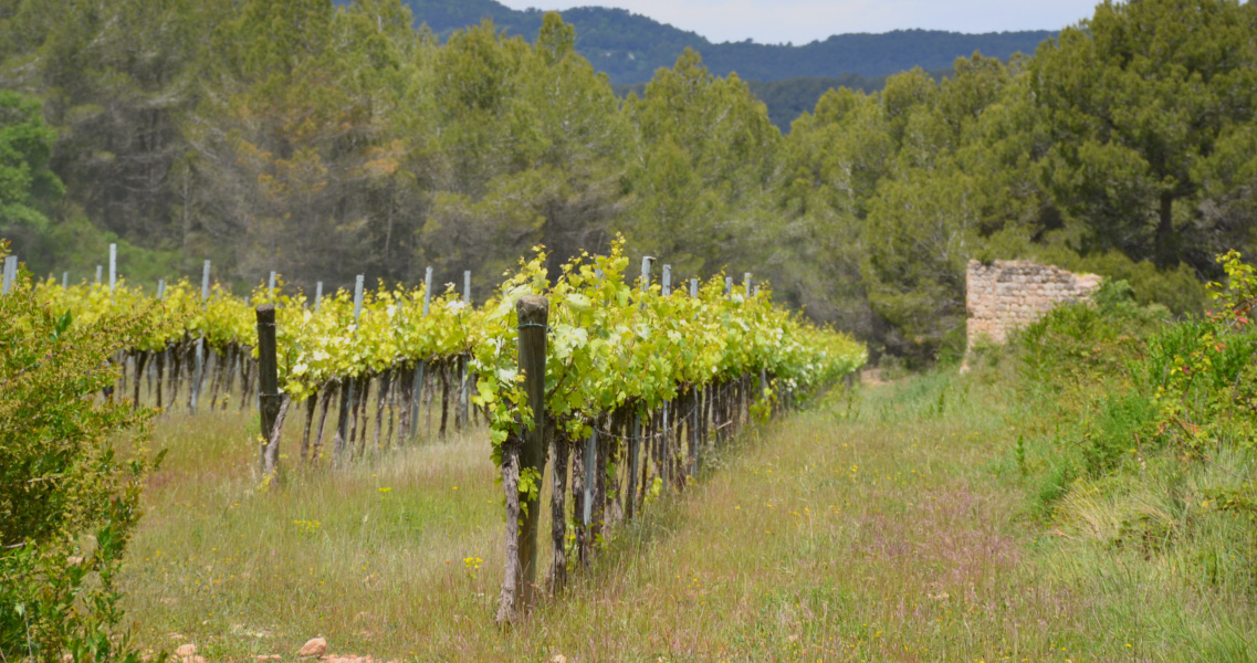 Viñedo con cubierta vegetal espontánea de plantas y flores adventicias