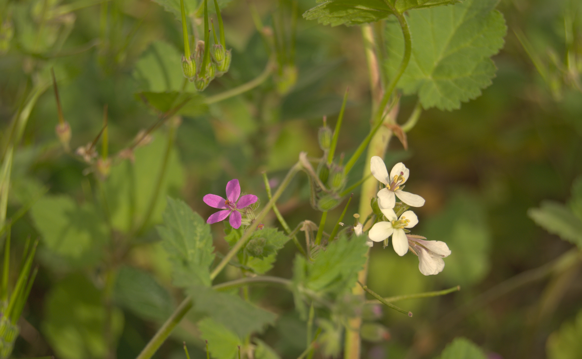 Herba d'agulles i rave silvestre