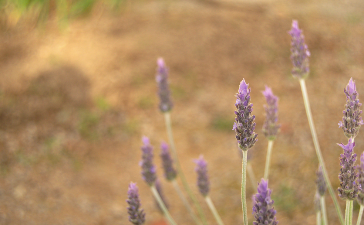 Flores de lavanda