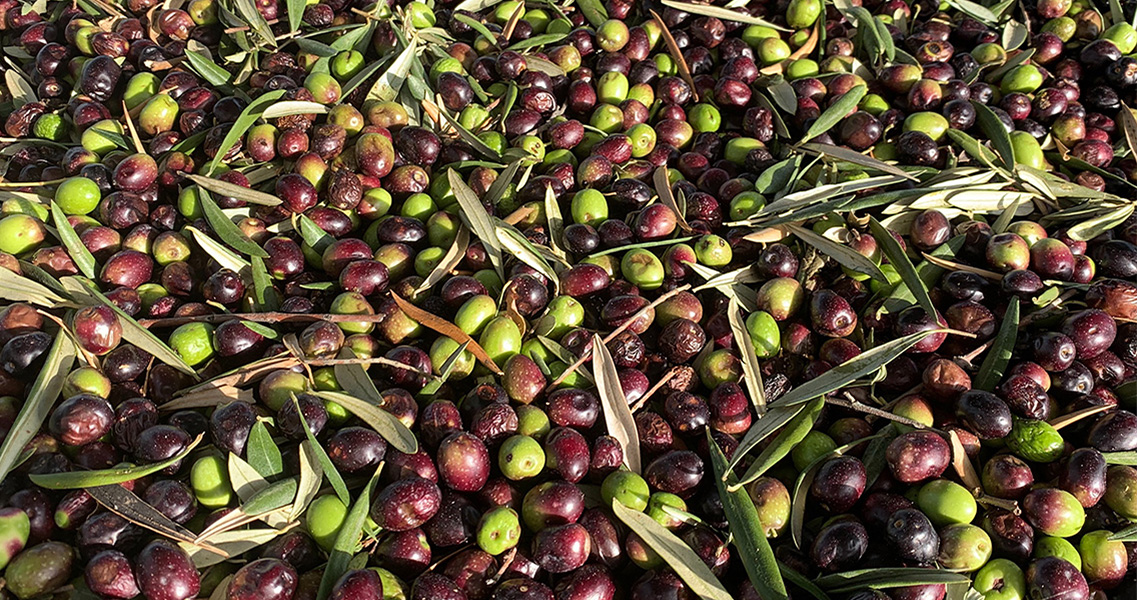 Capacho de esparto para prensar aceitunas