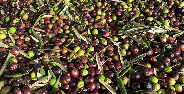 ¿Sabes qué es el aceite de primera prensada?