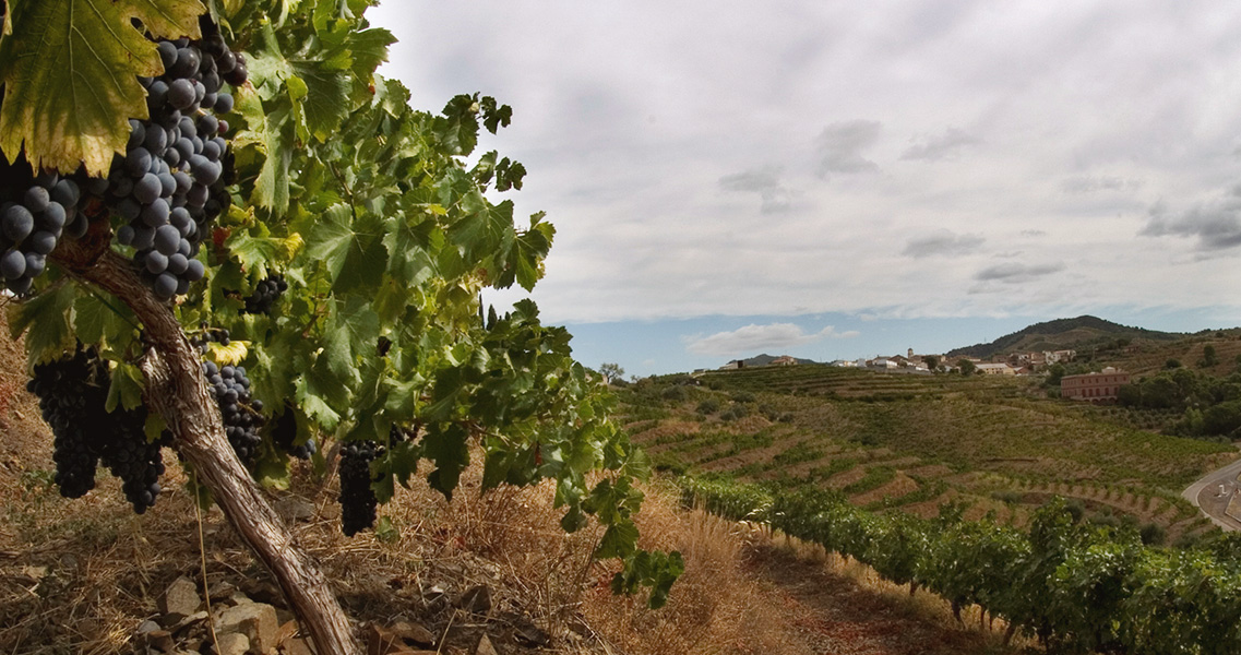 Uvas de garnacha tinta del Priorat