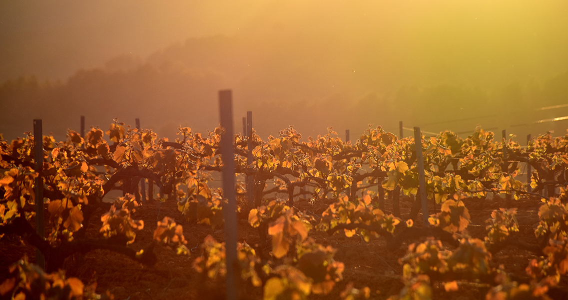 Viñedo de xarel·lo en el Penedès