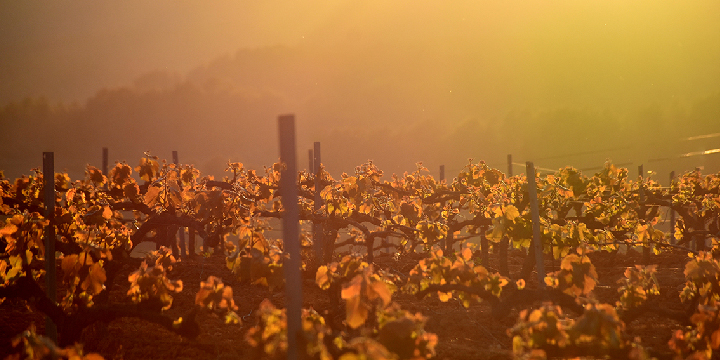 La elaboración del cava I: el viñedo y la uva