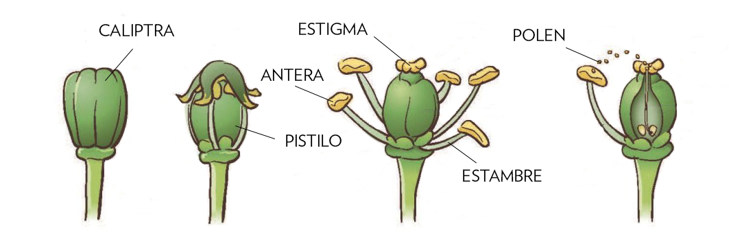 Partes de la flor de la vid