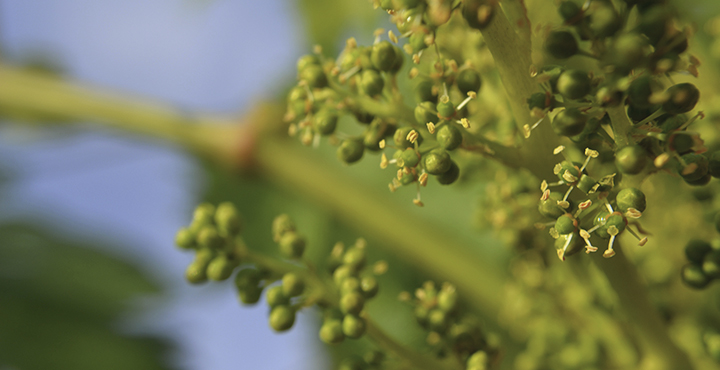 La floració del cep