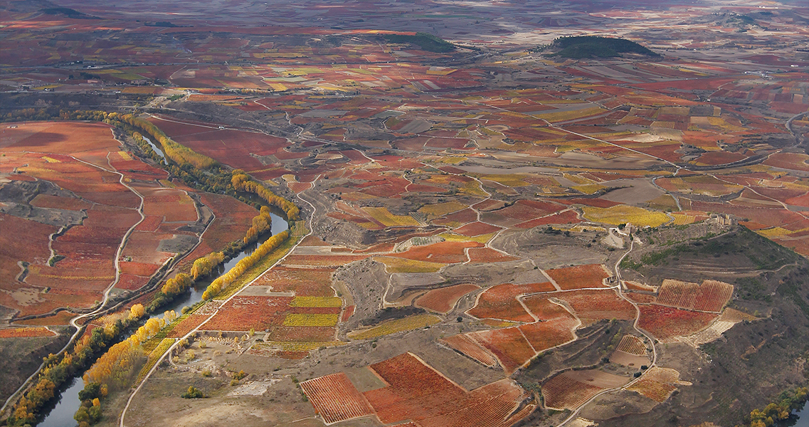 Viñedos en La Rioja Alta