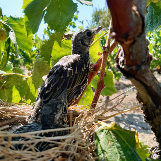 Pollets de griva entre les vinyes