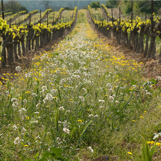 Viñedo en Sant Martí Sarroca con cubierta vegetal