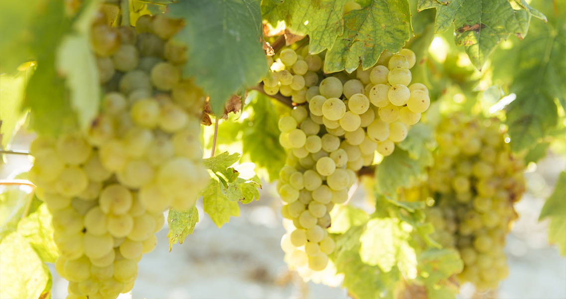 Uvas de temrpanillo blanco