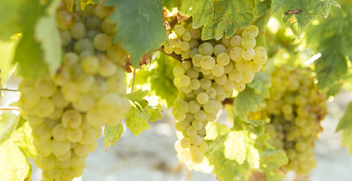 La uva tempranillo blanco