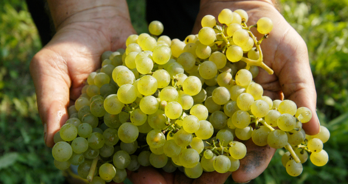 Uvas de verdejo