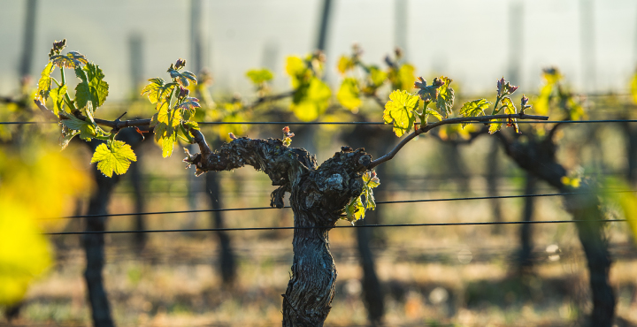 Vinos frescos y afrutados para esta primavera