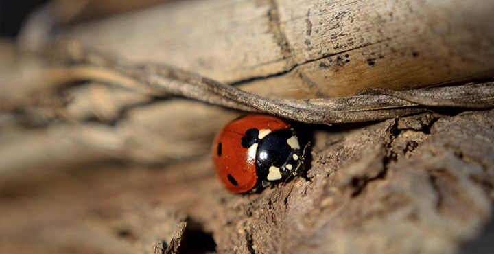 La fauna de la vid: la mariquita