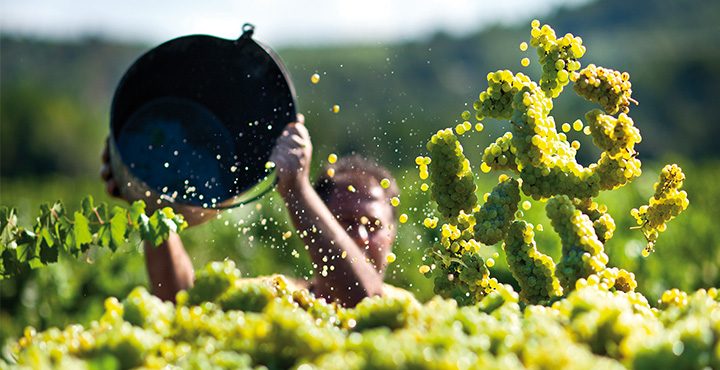 El vino novel, una tradición que vuelve con fuerza