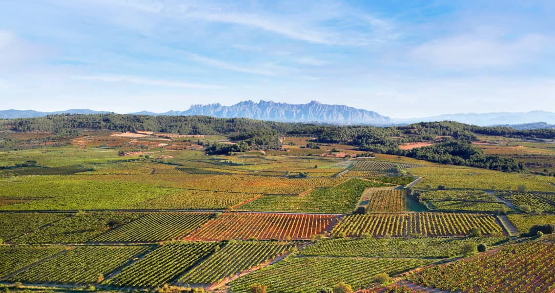 Vista aérea de la nueva finca la Teuleria dels Àlbers, con el impresionante macizo de Montserrat en el horizonte.