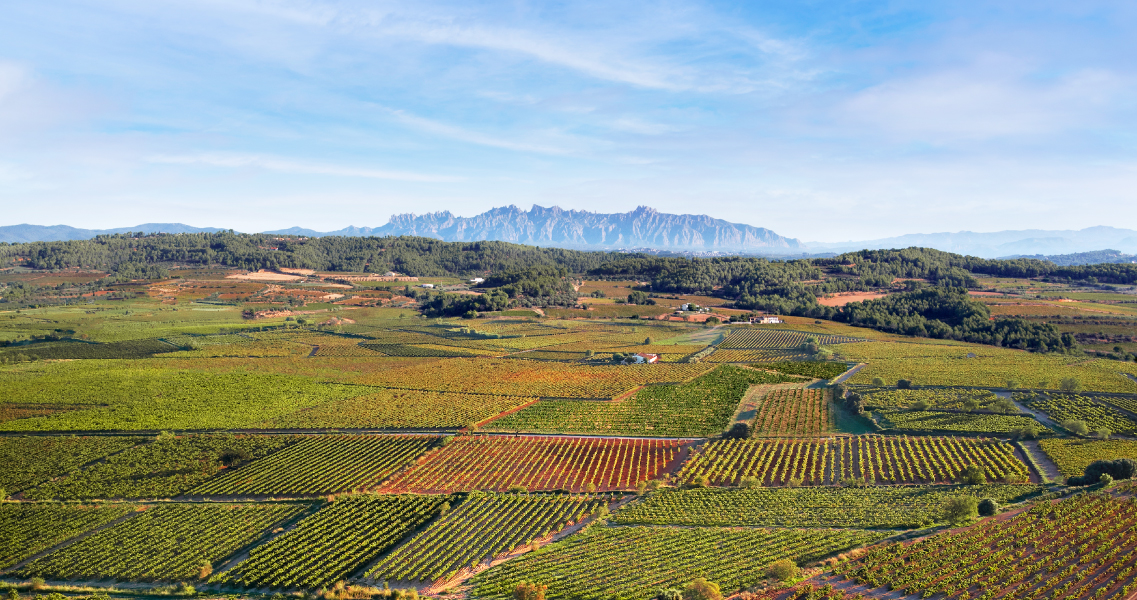 Vista aèria de la nova finca la Teuleria dels Àlbers, amb l'impressionant massís de Montserrat a l'horitzó.
