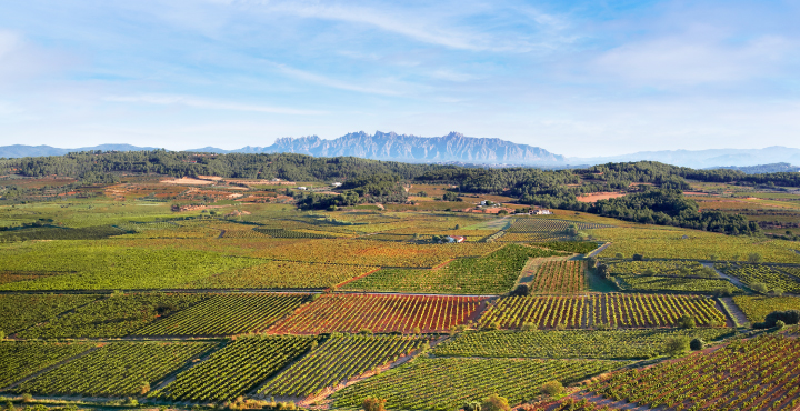 Consolidem el nostre projecte vitivinícola al Penedès amb 40 noves hectàres de vinya ecològica i un nou centre logístic