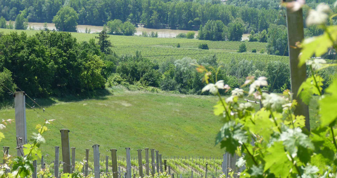 Paisaje vinícola del valle del Loira