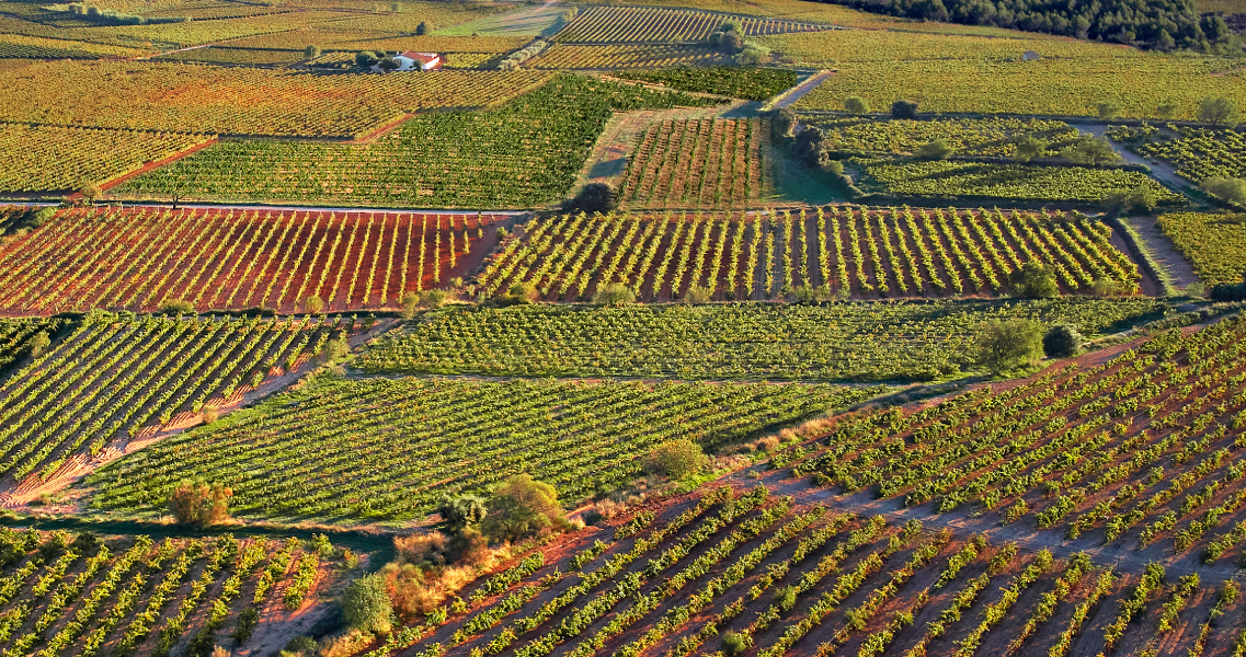 Finca ecológica de la Teuleria dels Àlbers (La Granada, Alt Penedès)